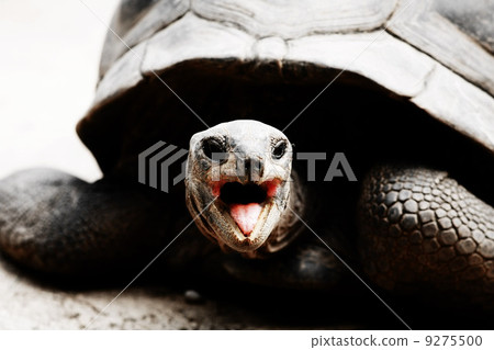 turtle 9275500