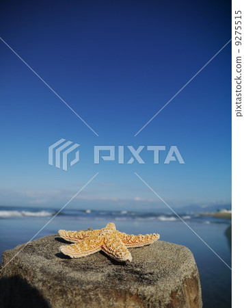 starfish beach vacation starfish beach vacation 9275515