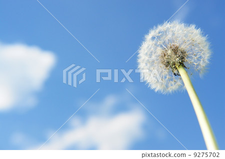 blowball dandelion sky wind 9275702