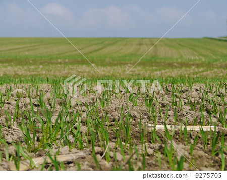field field 9275705