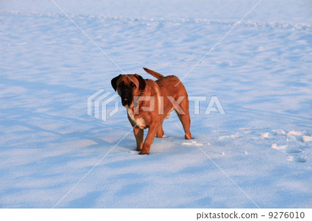 dog snow winter 9276010