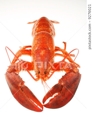 Lobster Lobster 9276021