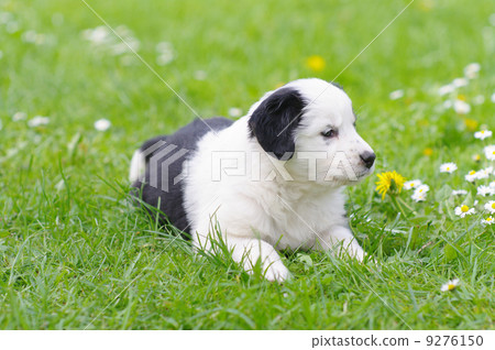 cute puppy in daisy field cute puppy in daisy field 9276150