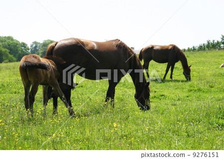horses horses 9276151
