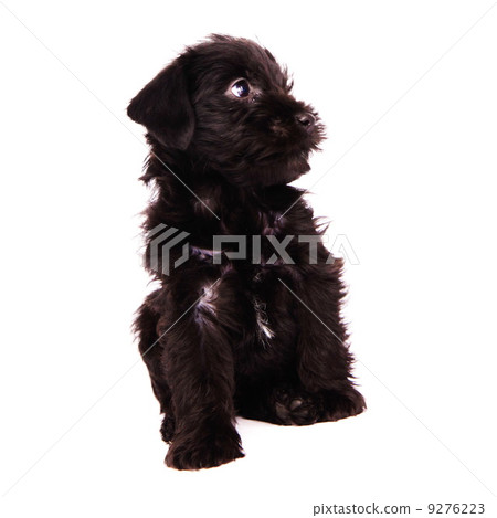Puppies 9276223