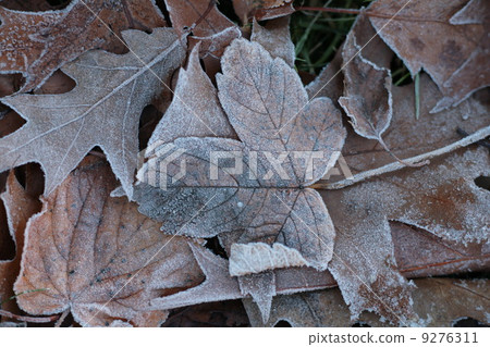 leave frost autumn frost winter harsh 9276311