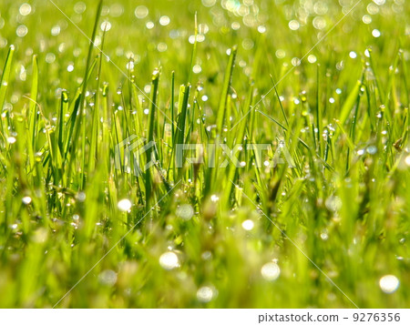 fresh green grass 9276356