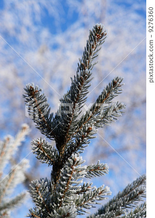 Winter a frosty branch Winter a frosty branch 9276360