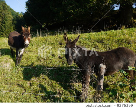Donkey Donkey 9276399