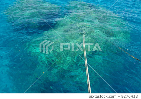 Coral Reef anchoring 9276438