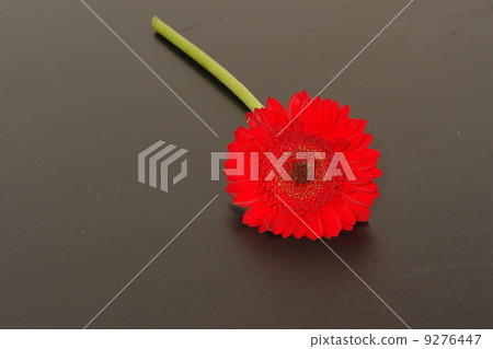 Gerbera Gerbera 9276447