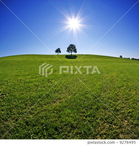 lonely tree sun landscape 9276495