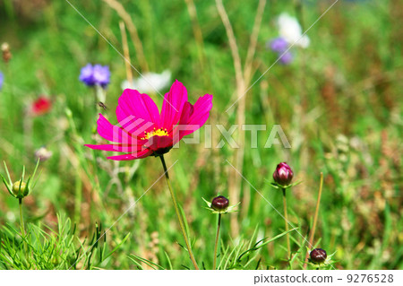 Wildflowers 9276528