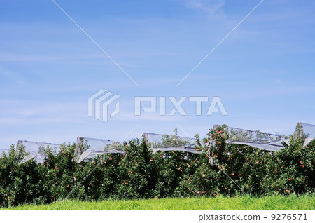 apple red tree apple red tree 9276571