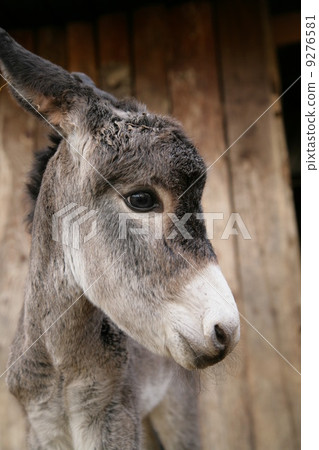 very cute young donkey 9276581