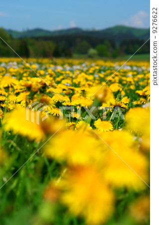 Spring 9276622