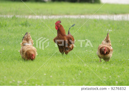 hen free range hen free range 9276832