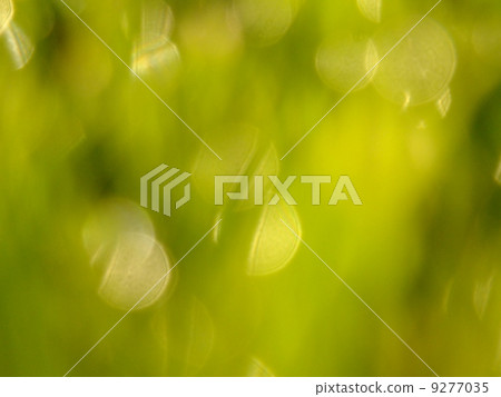 fresh green grass 9277035