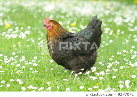 hen in meadow hen in meadow 9277071