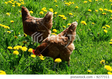 free range hen in a spring meadow 9277311