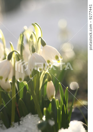 Spring Flowers Spring Flowers 9277441