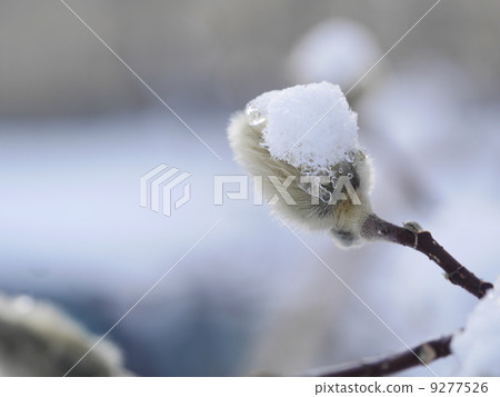 snowy pussy willow morning snowy pussy willow morning 9277526