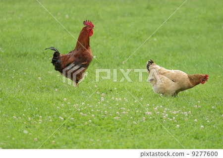 hen free range hen free range 9277600