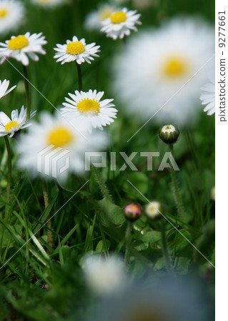 daisies 9277661