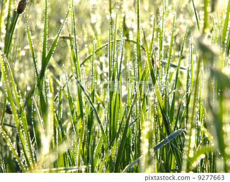 fresh green grass 9277663