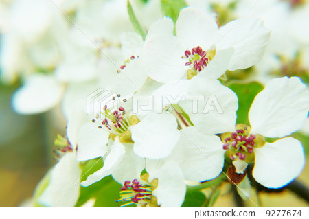 apple blossom flower apple blossom flower 9277674