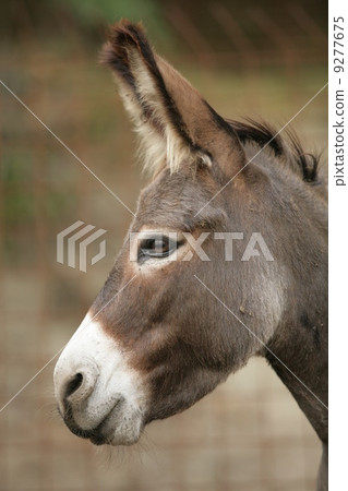 Donkey portrait Donkey portrait 9277675