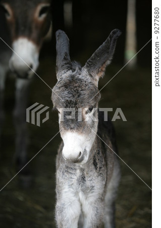cute young donkey portrait cute young donkey portrait 9277680