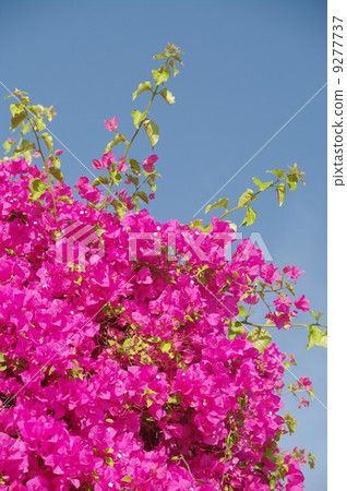 Bougainvilla Bougainvilla 9277737