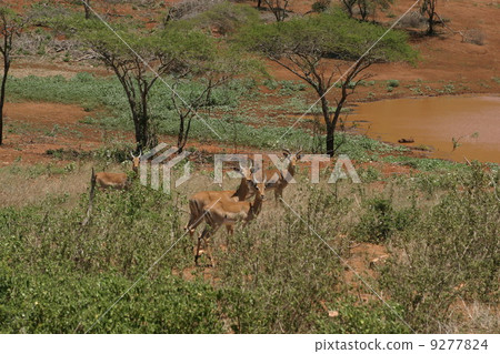 africa africa 9277824