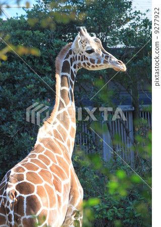 Giraffe  Giraffe  9277922