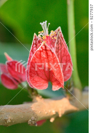 Goethea · Stricty Flora Flower Goethea · Stricty Flora Flower 9277937