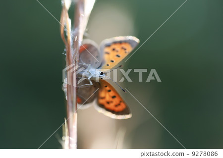 Lycaena phlaeas Lycaena phlaeas 9278086