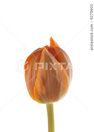 nice tulip nice tulip 9278603