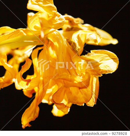 tulip tulip 9278928