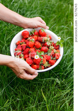 Strawberries in the dish 9279243