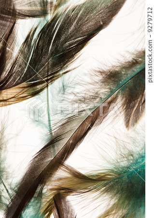 Color feathers Color feathers 9279712
