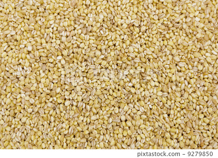 Heap of coixseed 9279850