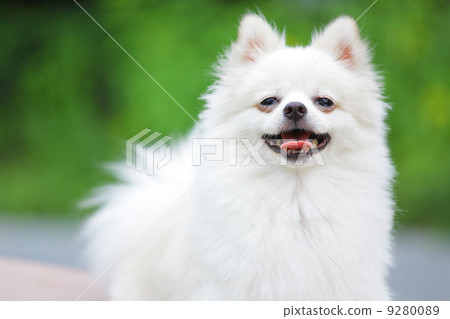 White Pomeranian dog White Pomeranian dog 9280089