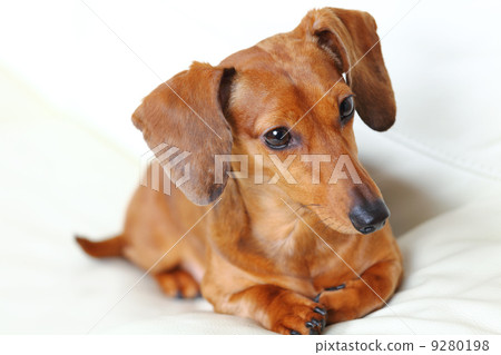 Dachshund Dog 9280198