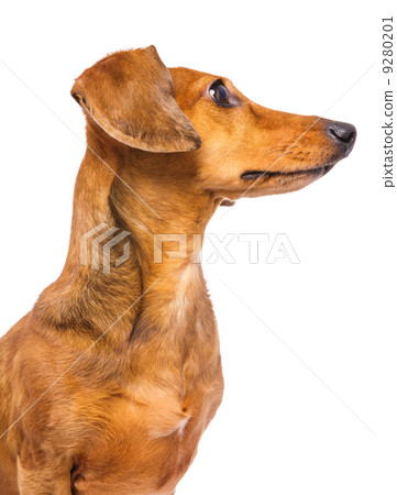 Dachshund dog looking at a side 9280201
