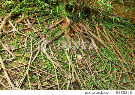 tree roots 9280236
