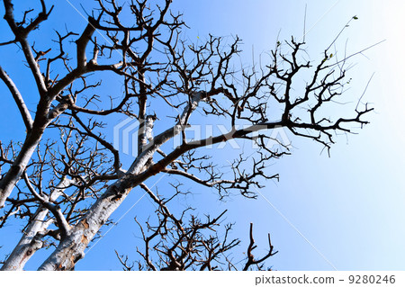 winter tree 9280246