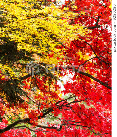 Red and yellow maple tree in autumn 9280280