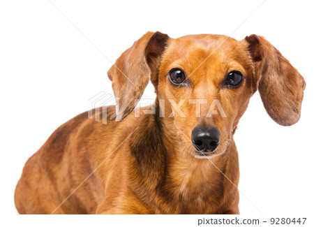 Dachshund dog 9280447