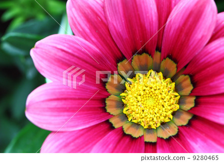 Pink flower close up 9280465